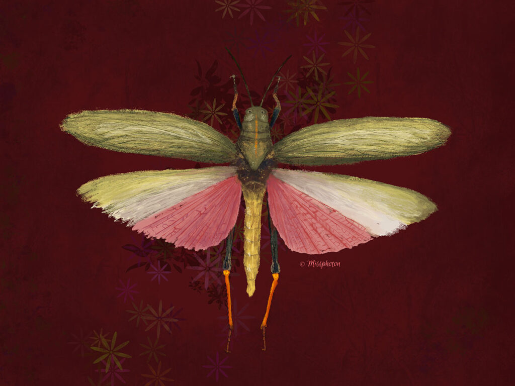 Insect - Study 02, 2024.